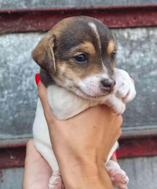 Rough haired jack russell pups for ssle - Image 9 of 15