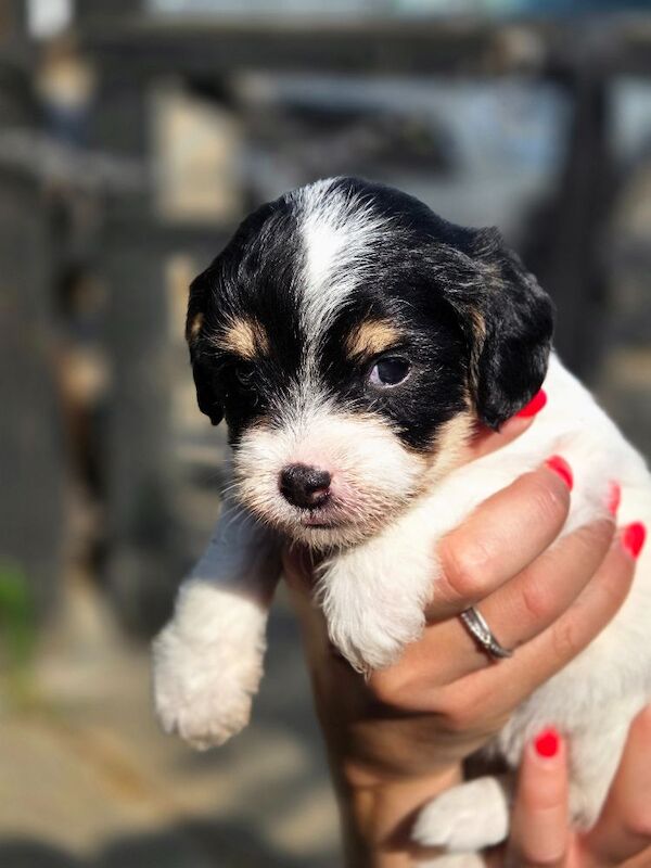 Rough haired jack russell pups for ssle - Image 13 of 15