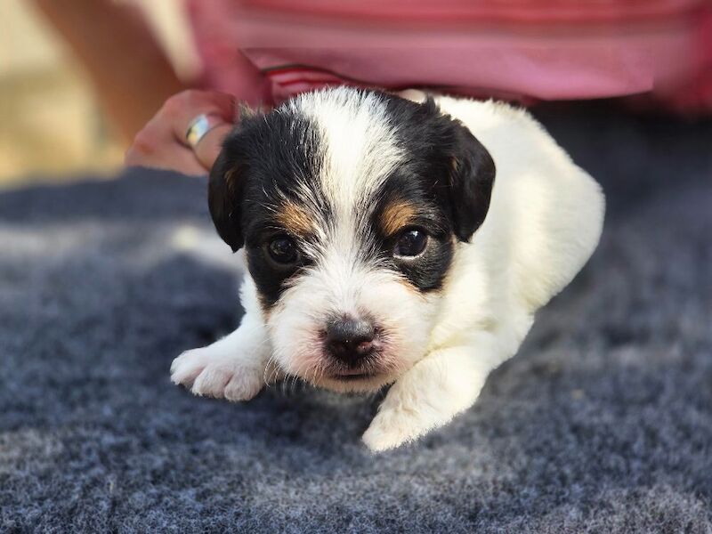 Rough haired jack russell pups for ssle - Image 14 of 15