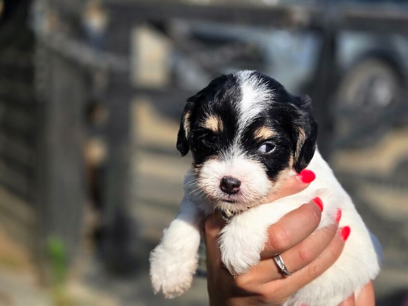 Rough haired jack russell pups for ssle - Image 15 of 15