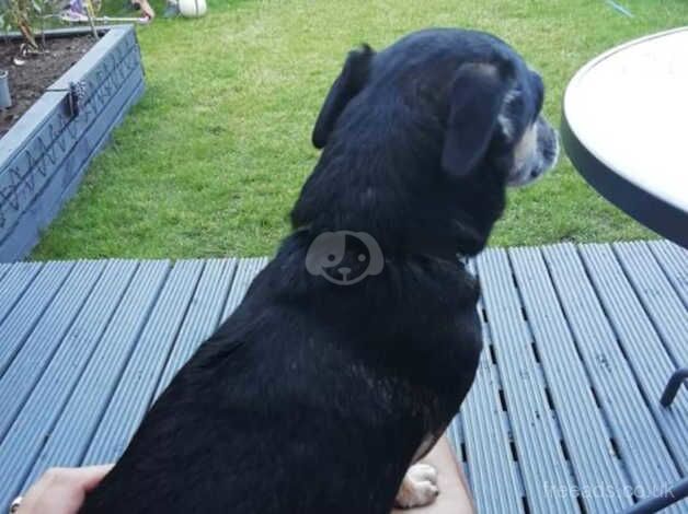 Jack Russell Terrier puppies for sale in Rotherham, South Yorkshire – 15 years old - Image 1 of 5