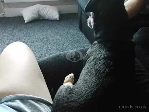 Jack Russell Terrier puppies for sale in Rotherham, South Yorkshire – 15 years old - Image 2 of 5