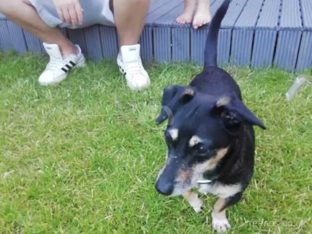 Jack Russell Terrier puppies for sale in Rotherham, South Yorkshire – 15 years old - Image 3 of 5