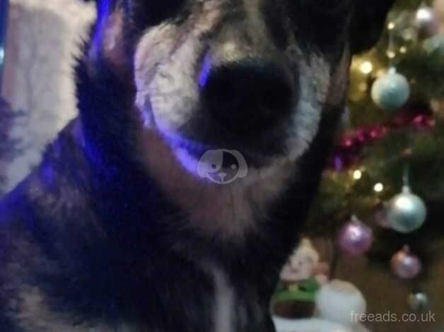 Jack Russell Terrier puppies for sale in Rotherham, South Yorkshire – 15 years old - Image 4 of 5