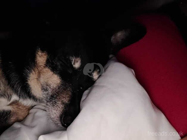 Jack Russell Terrier puppies for sale in Rotherham, South Yorkshire – 15 years old - Image 5 of 5