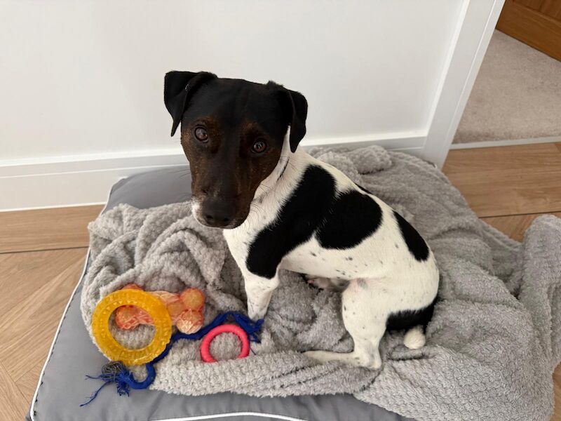 Kennel Club Registered Jack Russell Terrier Puppies For Sale