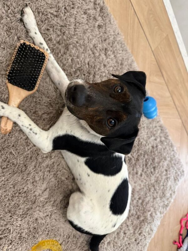 Selling our Family Pet Jack Russell, Billy - Image 2 of 3