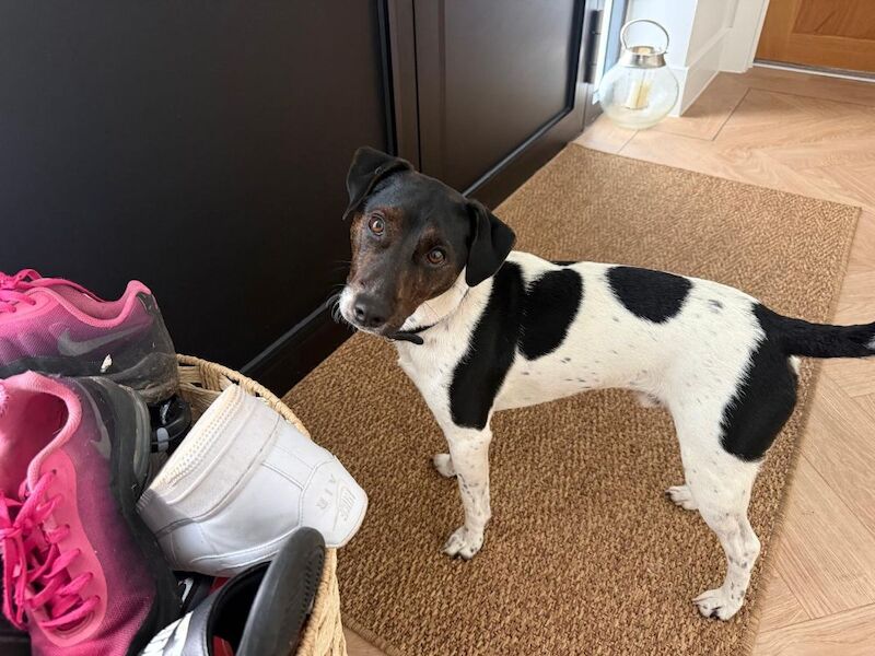 Selling our Family Pet Jack Russell, Billy - Image 3 of 3
