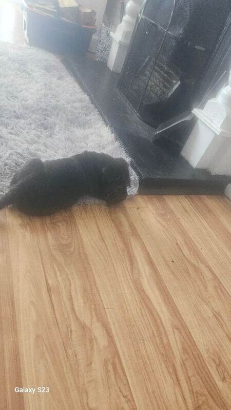 Jack russell puppy - Image 4 of 5