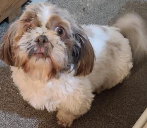 Shih tzu and Jack Russell Cross puppies for sale in Peterborough, Cambridgeshire