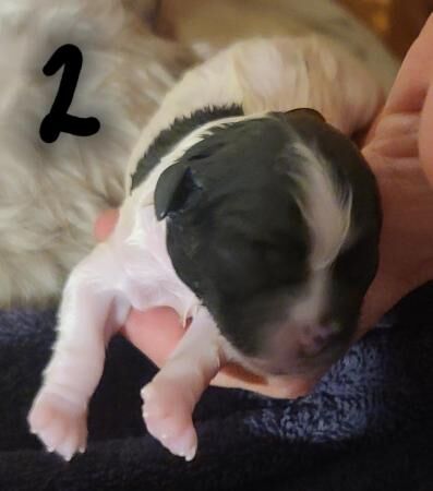 Shih tzu and Jack Russell Cross puppies for sale in Peterborough, Cambridgeshire - Image 2