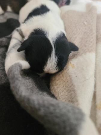 Shih tzu and Jack Russell Cross puppies for sale in Peterborough, Cambridgeshire - Image 3