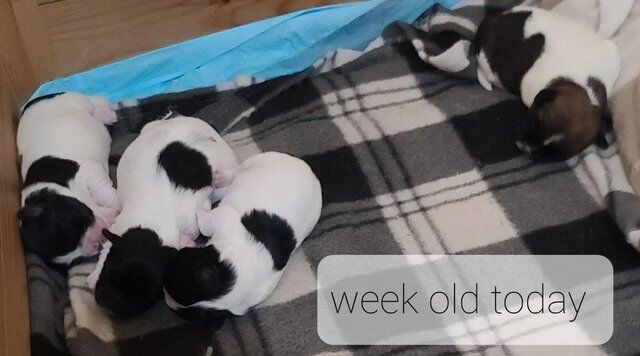Shih tzu and Jack Russell Cross puppies for sale in Peterborough, Cambridgeshire - Image 4