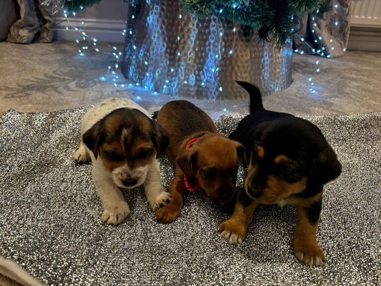 Jack Russell Terrier puppies for sale in Wickford, Essex – 1 year old - Image 1 of 3