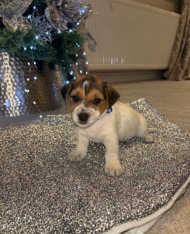 Jack Russell Terrier puppies for sale in Wickford, Essex – 1 year old - Image 2 of 3