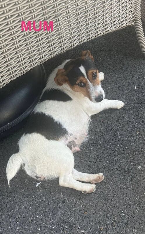 Jack Russell Terrier puppies for sale in Wickford, Essex – 1 year old - Image 3 of 3