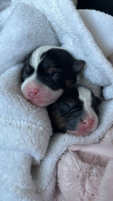 Jack Russell Terrier puppies for sale in Coventry, West Midlands – 8 months old - Image 1 of 3