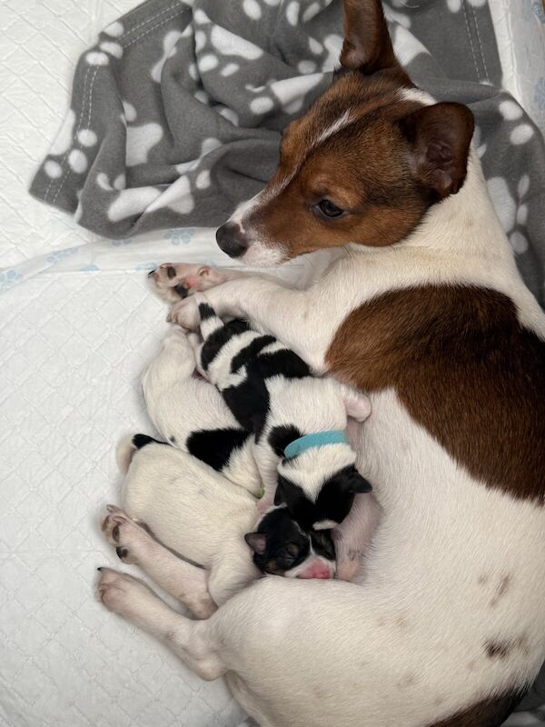 Jack Russell Terrier puppies for sale in Coventry, West Midlands – 8 months old - Image 2 of 3