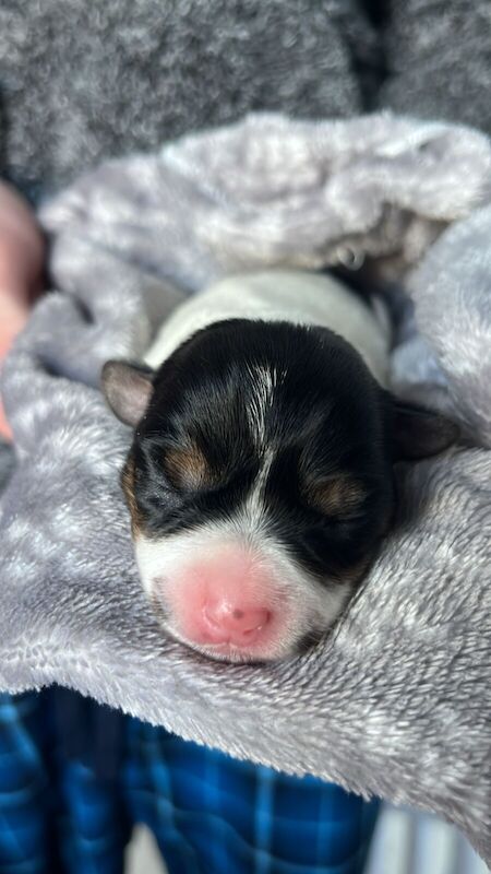 Jack Russell Terrier puppies for sale in Coventry, West Midlands – 8 months old - Image 3 of 3