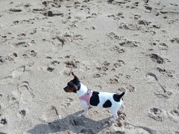 Jack Russell puppies for sale in Bedworth, Warwickshire – 1 year old - Image 1 of 5