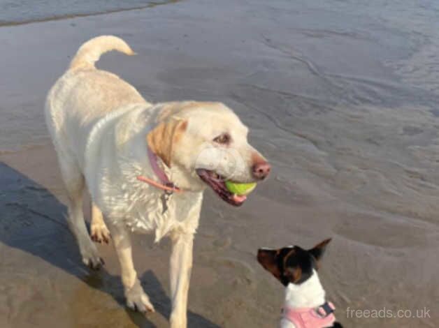 Jack Russell puppies for sale in Bedworth, Warwickshire – 1 year old - Image 2 of 5