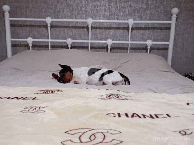 Jack Russell puppies for sale in Bedworth, Warwickshire – 1 year old - Image 3 of 5