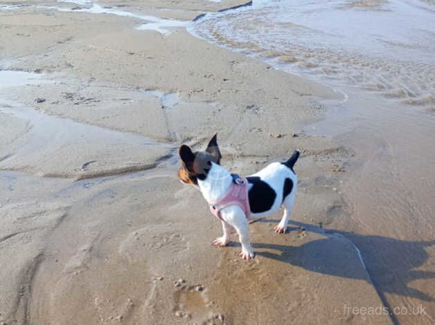 Jack Russell puppies for sale in Bedworth, Warwickshire – 1 year old - Image 4 of 5