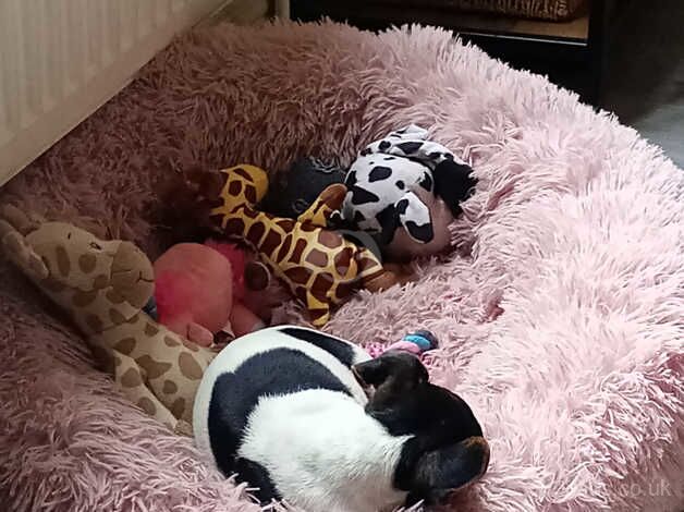 Jack Russell puppies for sale in Bedworth, Warwickshire – 1 year old - Image 5 of 5