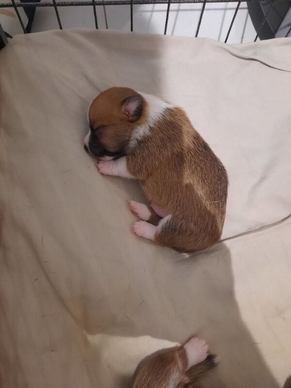 Jack Russell Terrier puppies for sale in Bolton, Greater Manchester – 3 weeks old
