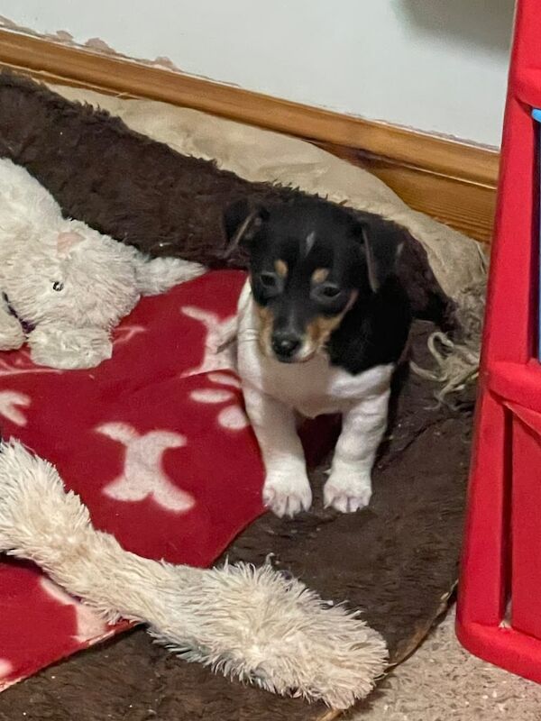 Jack Russell Terrier puppies for sale in Blairgowrie, Perth and Kinross – 1 year old - Image 1 of 3