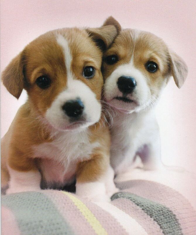 Jack Russell puppies wanted in Colchester, Essex – 4 months old - Image 1 of 1