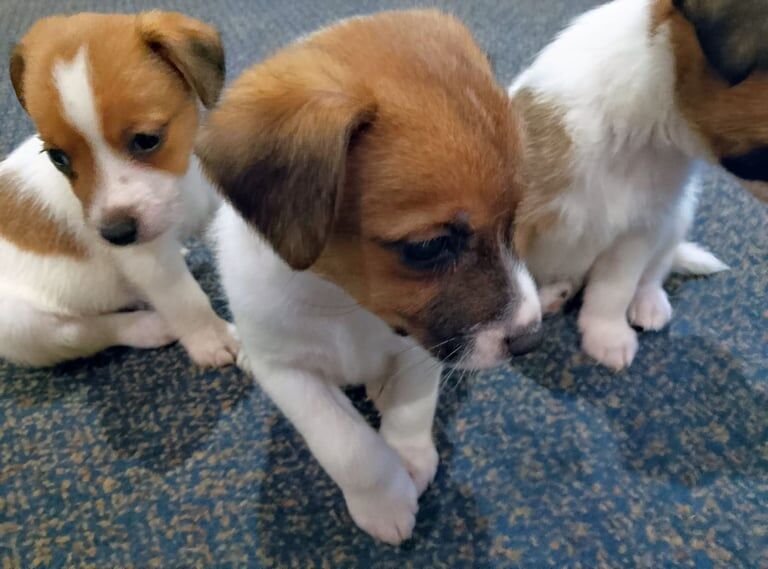 Jack Russell puppies for sale in Colnbrook, Berkshire – 7 weeks old