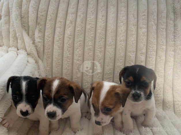 Jack Russell Terrier puppies for sale in Holyhead/Caergybi, Isle of Anglesey – 1 year old - Image 1 of 5