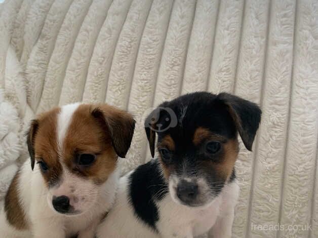 Jack Russell Terrier puppies for sale in Holyhead/Caergybi, Isle of Anglesey – 1 year old - Image 2 of 5