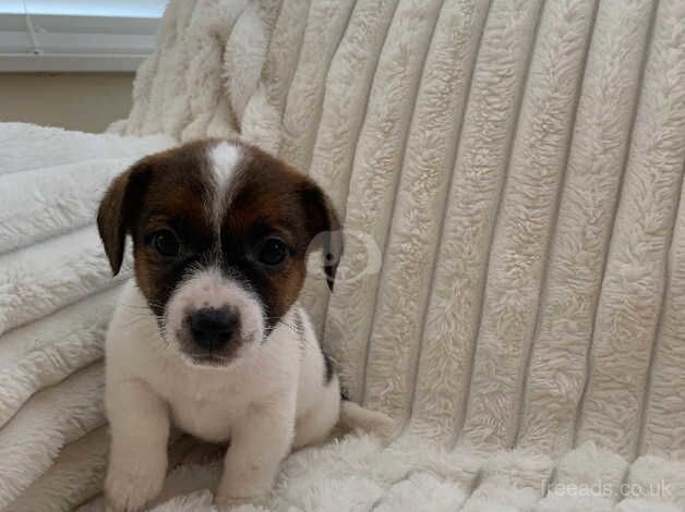 Jack Russell Terrier puppies for sale in Holyhead/Caergybi, Isle of Anglesey – 1 year old - Image 3 of 5