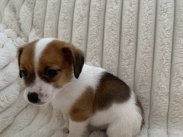 Jack Russell Terrier puppies for sale in Holyhead/Caergybi, Isle of Anglesey – 1 year old - Image 4 of 5