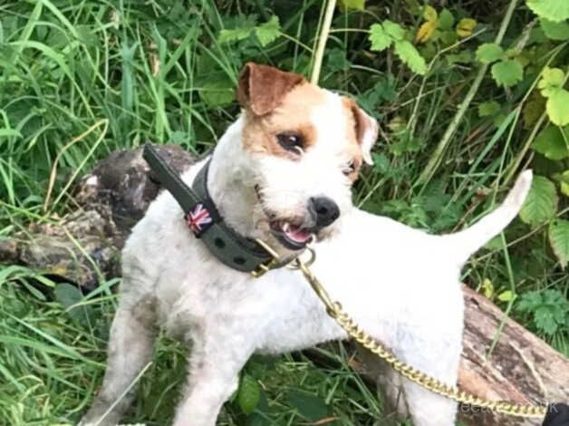 Jack Russell puppies for sale in Bootle, Merseyside – 3 years old - Image 1 of 1