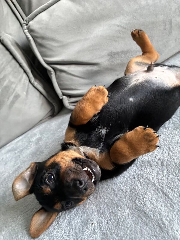 Jack Russell Terrier puppies for sale in New Milton, Hampshire – 8 weeks old