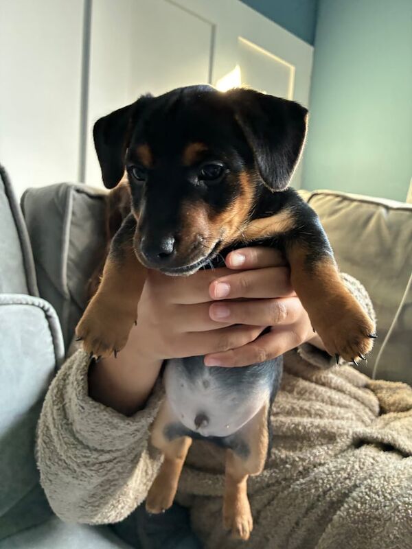 Jack Russell Terrier puppies for sale in New Milton, Hampshire – 9 weeks old - Image 2 of 5