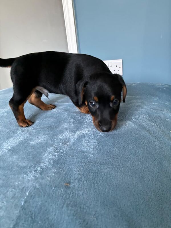 Jack Russell Terrier puppies for sale in New Milton, Hampshire – 9 weeks old - Image 3 of 5