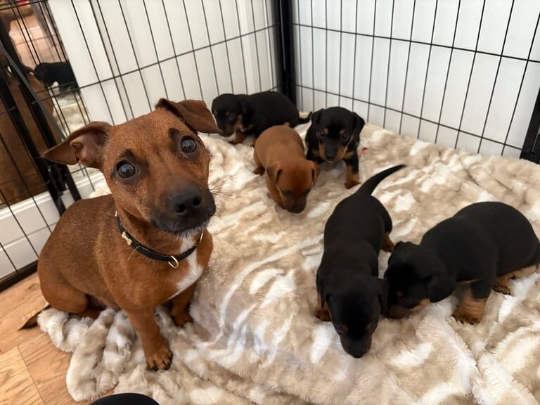 Jack Russell Terrier puppies for sale in New Milton, Hampshire – 9 weeks old - Image 5 of 5