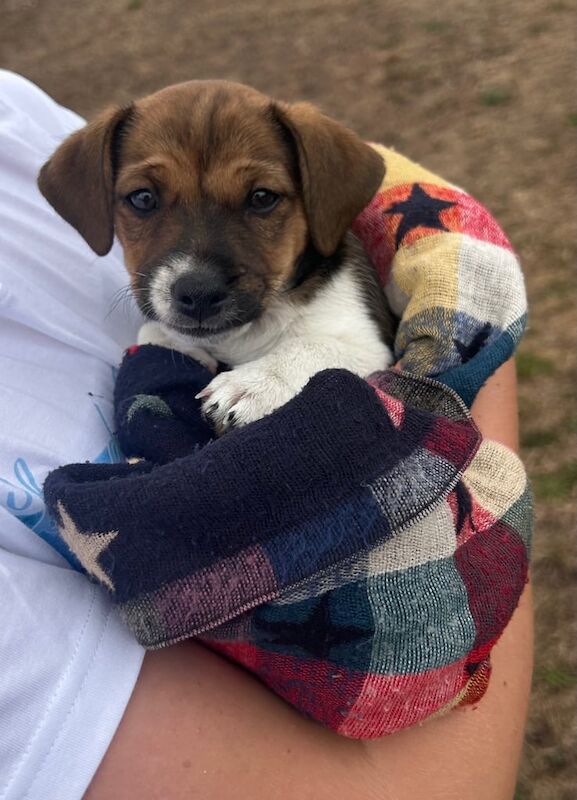 Jack Russell puppies for sale in Feltham, Greater London – 8 weeks old