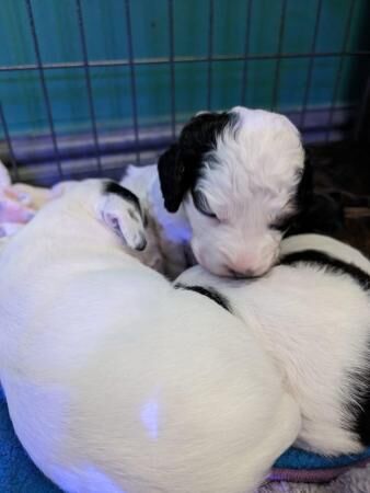 Spaniel cross pups 1 girl 3 boys available for sale in Coventry, West Midlands - Image 3