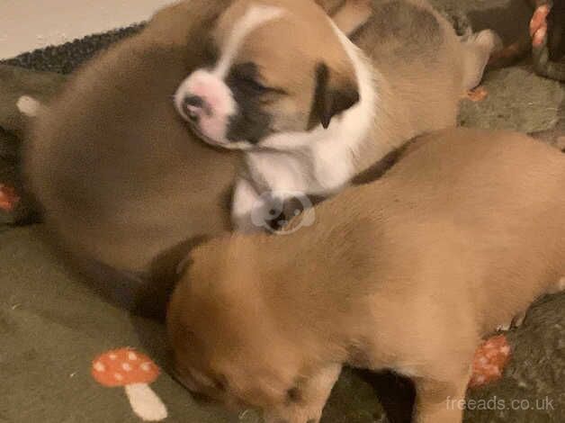 Jack Russell Terrier puppies for sale in Alloa, Clackmannanshire – 1 year old - Image 1 of 5