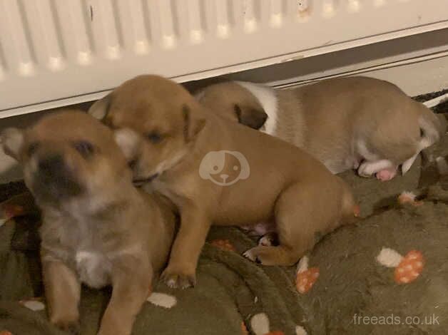 Jack Russell Terrier puppies for sale in Alloa, Clackmannanshire – 1 year old - Image 2 of 5