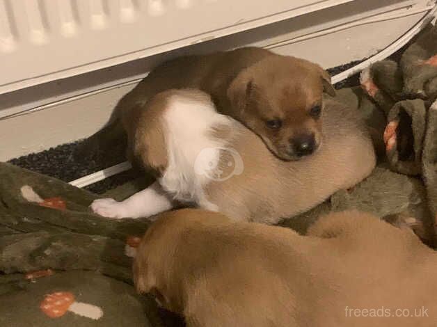 Jack Russell Terrier puppies for sale in Alloa, Clackmannanshire – 1 year old - Image 3 of 5