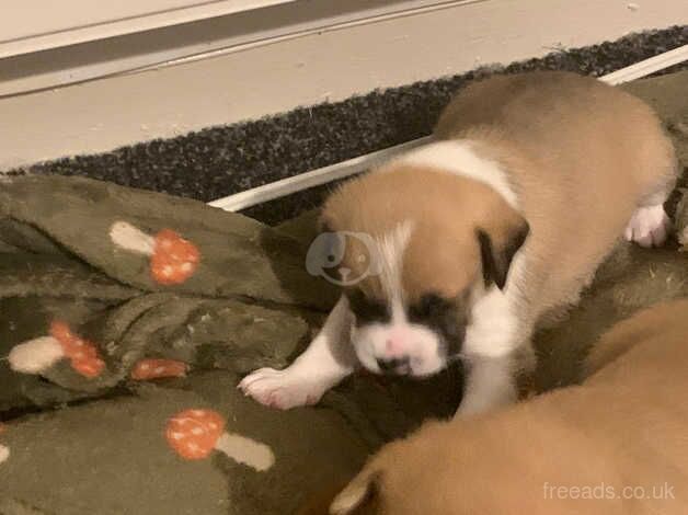 Jack Russell Terrier puppies for sale in Alloa, Clackmannanshire – 1 year old - Image 4 of 5