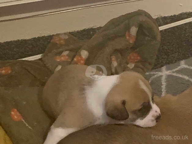 Jack Russell Terrier puppies for sale in Alloa, Clackmannanshire – 1 year old - Image 5 of 5