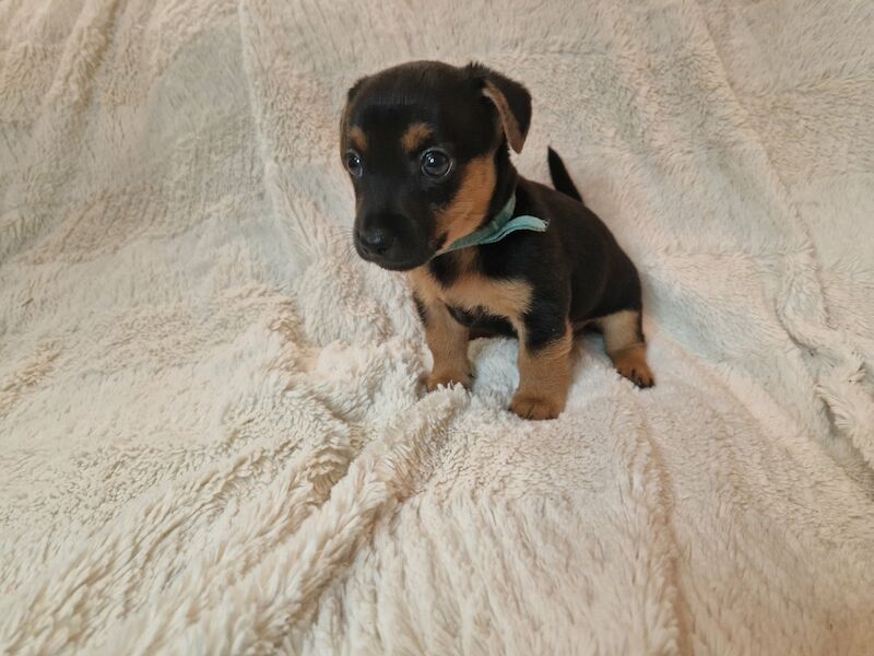 Male Jack Russell Dogs And Puppies For Sale In Great Clacton, Essex