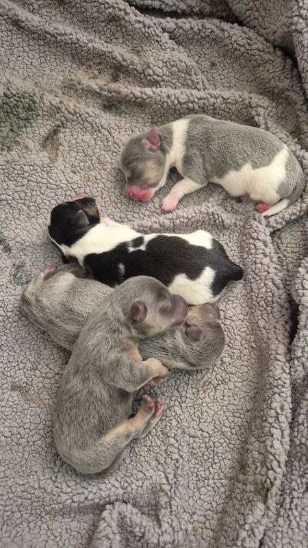 Jack Russell puppies for sale in Winchester, Hampshire – 3 weeks old